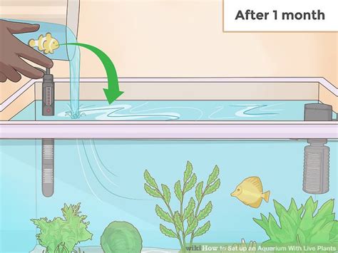 How to Set up an Aquarium With Live Plants: 14 Steps