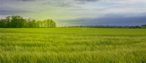 Landscape with Green Grass and Sky at Sunset Stock Photo - Image of summer, outdoor: 259680008