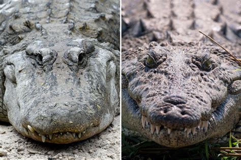 What's the difference between an alligator and a crocodile? | The US Sun