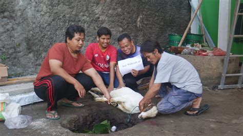 Idul Adha H Sd Muhammadiyah Palur Qurban Sapi Ekor Kambing