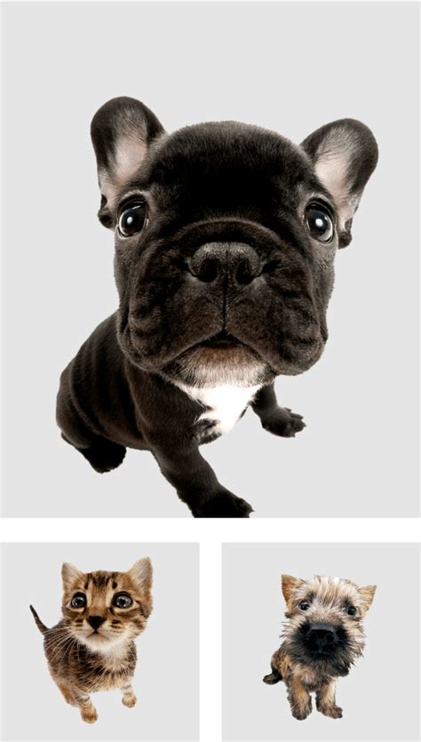 dog official brand site