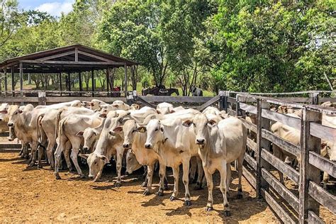 Portal Governo Do Amapá Febre Aftosa Amapá Vacina Mais De 95 Do