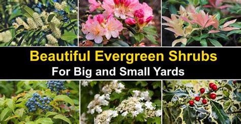 21 Evergreen Shrubs (With Pictures) - For Front or Backyard