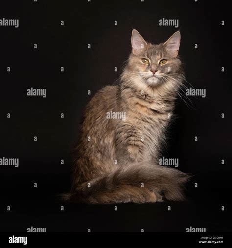 A Funny Cute Adult Female Maine Coon Cat Close Up Largest