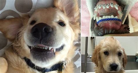 Dog wearing braces after being diagnosed with malocclusion - Videos ...