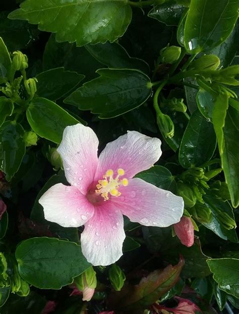 Hibiscus Pink Chiffon In 68mm Super Tube Trigg Plants