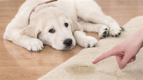 Mira cómo lograr que tu mascota haga sus necesidades en un solo lugar