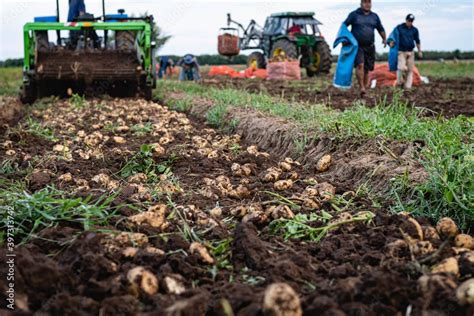 Cosecha De Papa En Campo Con Tractor Y Trabajadores Golondrinas Cordoba