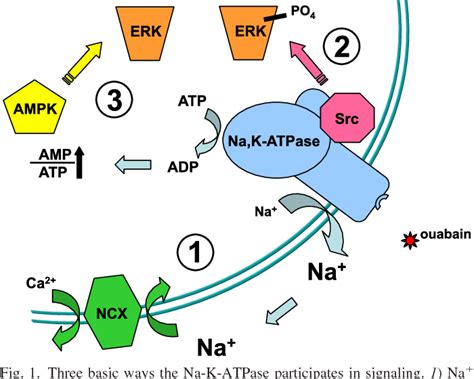 Figure 1 From A Third Mode Of Ouabain Signaling Focus On Regulation