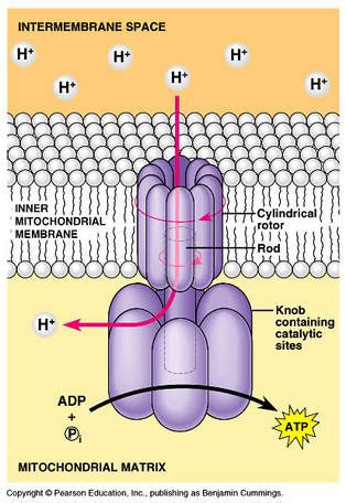 ATP SYNTHESIS - AP BIOLOGY