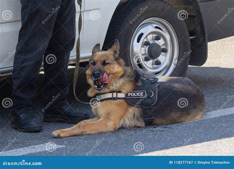 Police German Shepherd On The Service And Officer Stock Image Image