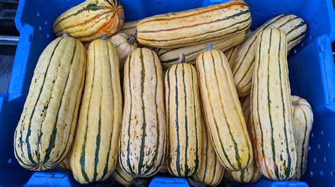 Organic Delicata Squash Seeds Seeds Of The Revolution