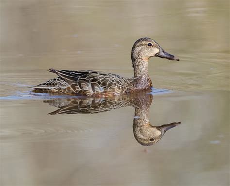 Female Blue Winged Teal Ilze Long Flickr