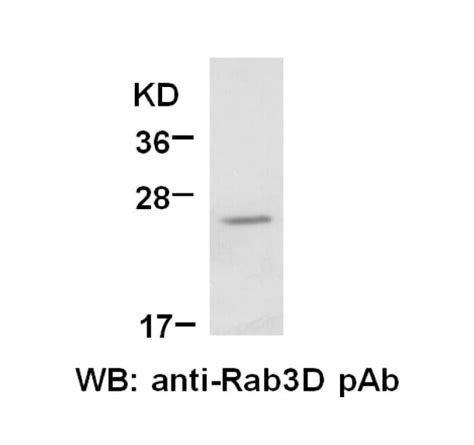 Rab3D PAb NewEast Biosciences GTPase Oncogene And Bioactive Protein