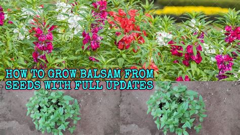 HOW TO GROW BALSAM FROM SEEDS WITH FULL UPDATES YouTube