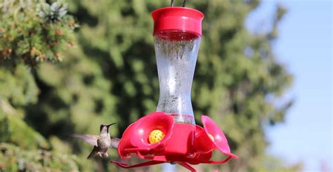 Tips For Where You Should Hang A Hummingbird Feeder Expert Tips The