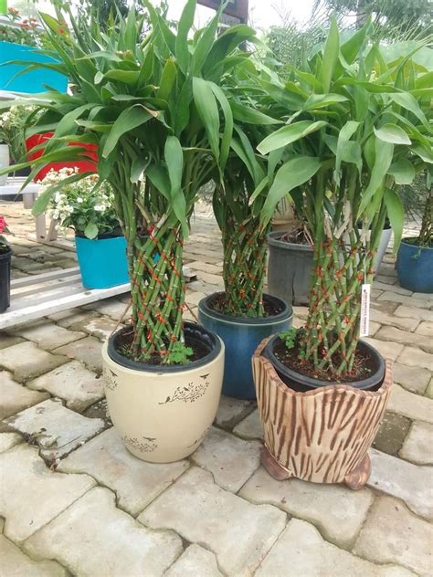 Dracaena Sanderiana Well Watered Green Bamboo Plant For Garden At Rs 3500piece In Ayodhya