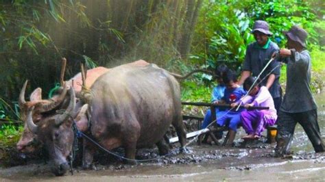 Tempat Wisata Bogor Yang Cocok Buat Anak Sekolahan Bisa Tambah