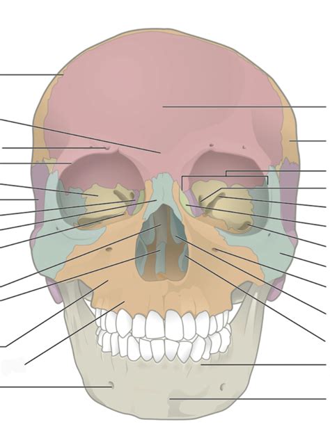 Skull Diagram Facial Bones Diagram Quizlet