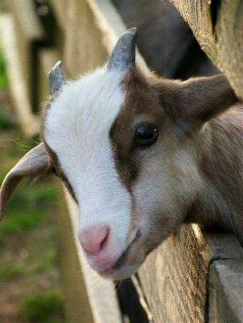 Sweet Goat Cute Goats Cute Animals Fluffy Animals