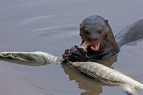 A Pretty Serious Giant River Otter Pretty Scary To Tell You The