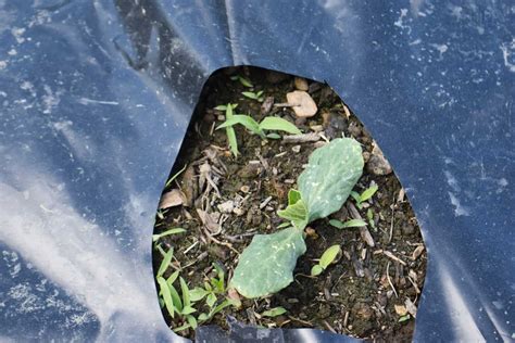 How Much Sun Do Cucumbers Need To Grow