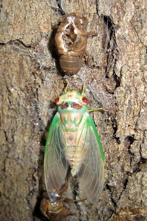 Cicadas Of Seq The Song Of Summer Land For Wildlife