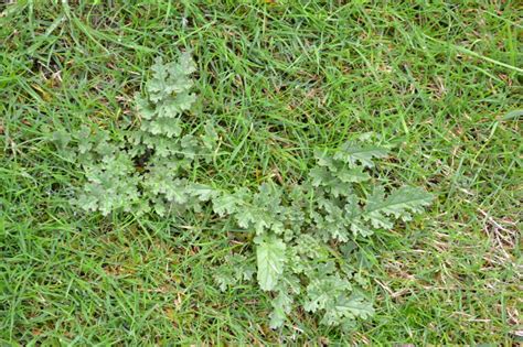 Can Anyone Identify These Weeds Spreading Over My Lawn — Bbc Gardeners World Magazine