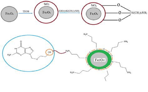 General Route For The Synthesis And Interaction Of Fe3O4 SiO2 NH2 With