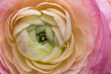 Pink Cloni Ranunculus Beautiful Flower Pictures Blog