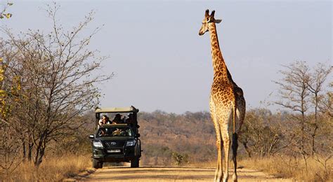 Saiba tudo sobre o safári no Parque Nacional Kruger Descubra Turismo