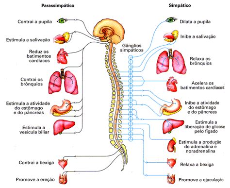 Sistema Nervoso Do Corpo Humano Resumo Da Milênio