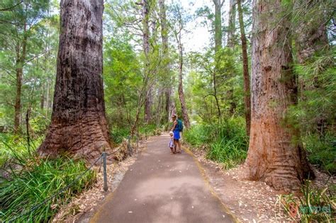 Exploring The Valley Of The Giants + Tree Top Walk