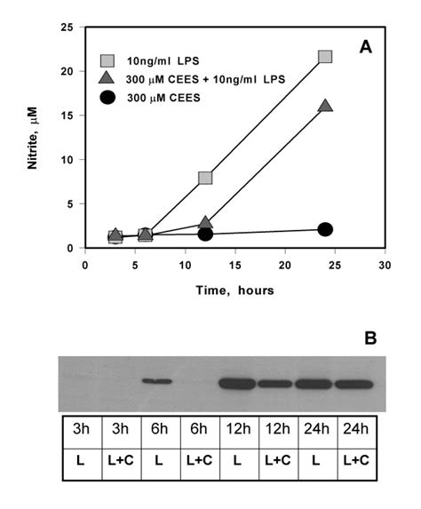 Time Course Of No Production And Inos Expression In Lps Stimulated