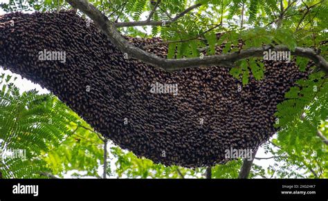 Bees Nest In Tree Stock Photo Alamy