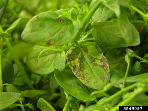 Impatiens Necrotic Spot Virus Insv Tospovirus Impatiens Necrotic