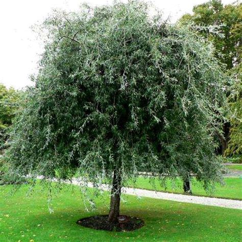 Pyrus Salicifolia Pendula Weeping Silver Pear Tree Getlocal Ireland