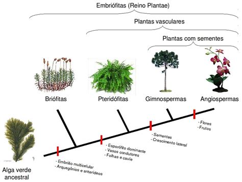 Mapa Conceptual Reino Plantae Pdf Images