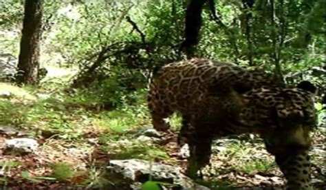 Video Only Known Wild Jaguar In Us Caught On Camera Outdoorhub