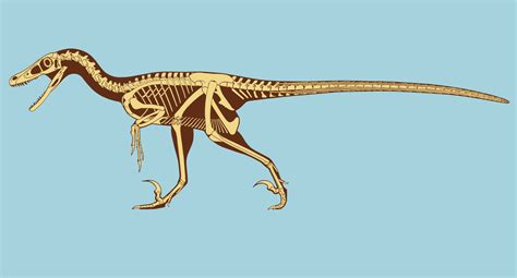 Velociraptor: Facts about the 'Speedy Thief' | Live Science