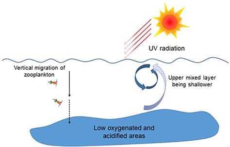 Frontiers Effects Of Ocean Acidification On Marine Photosynthetic