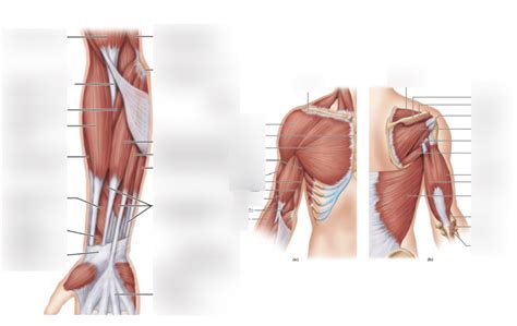 Upper Limb Muscles Diagram Quizlet