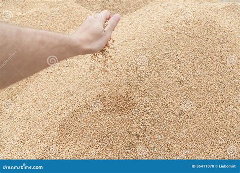 Hand With Wheat Grain Stock Photo Image Of Autumn Harvest