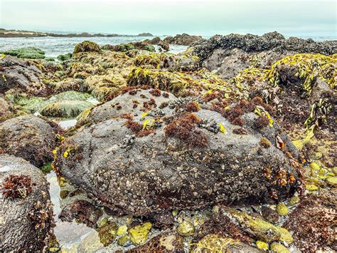 tide pool pacific grove  photo  pixabay pixabay