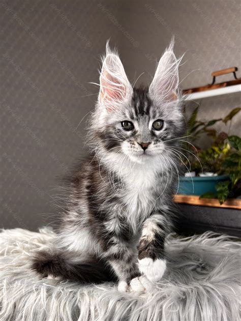 Find Your Perfect Maine Coon Kitten for Sale or Adoption! – ALVI-KITTENS