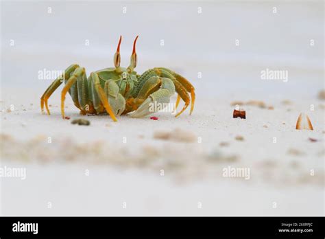 A Horned Ghost Crab Or Horn Eyed Ghost Crab Ocypode Ceratophthalmus