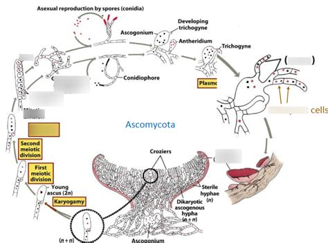 Ascomycota Life Cycle Diagram Quizlet