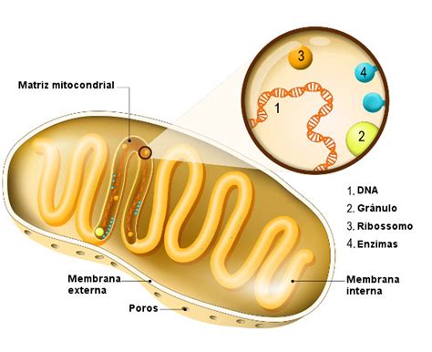 Mitocôndrias características função origem resumo