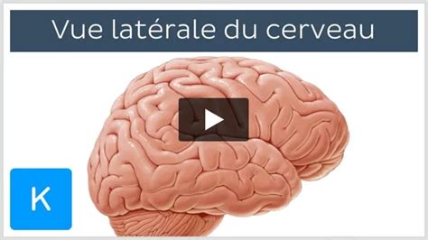 Système limbique encéphale anatomie et fonctions Kenhub