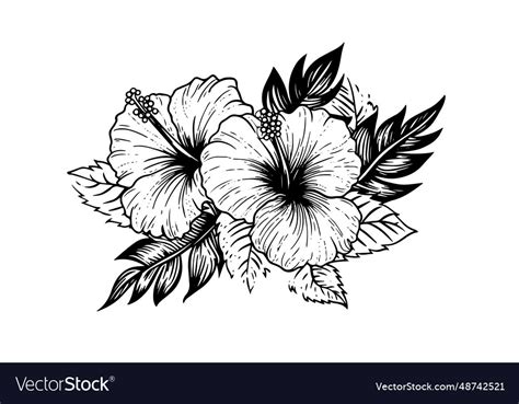 Hibiscus Flowers In A Vintage Woodcut Engraved Vector Image